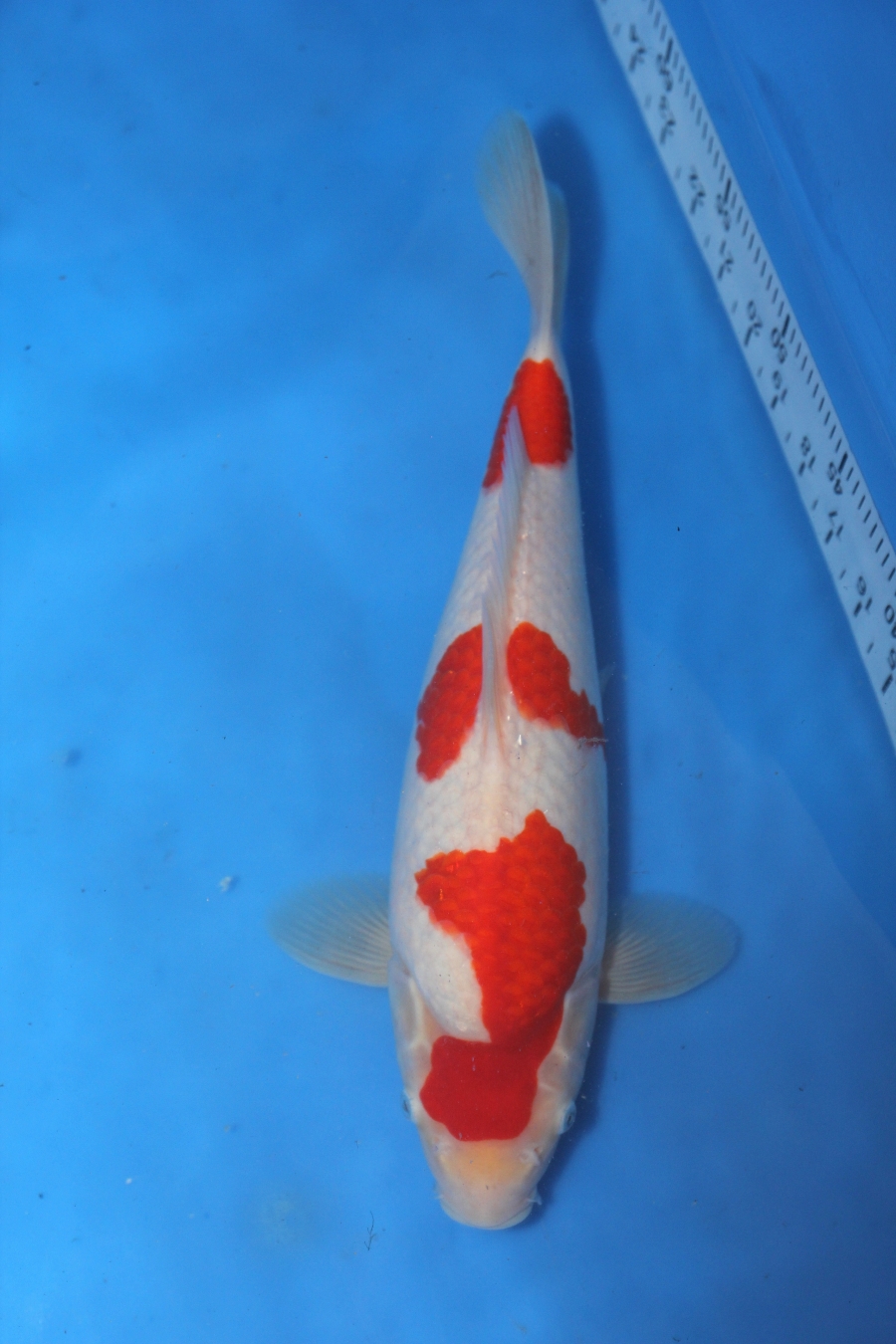 10% KOI ON OFFER  - Picture