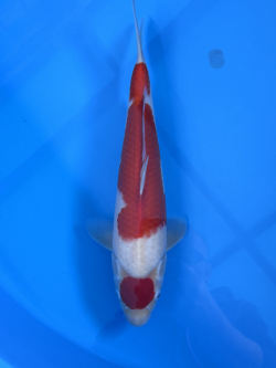 SHO11