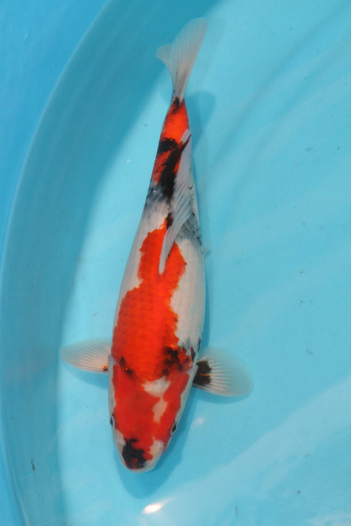 Koi Picture - SP112