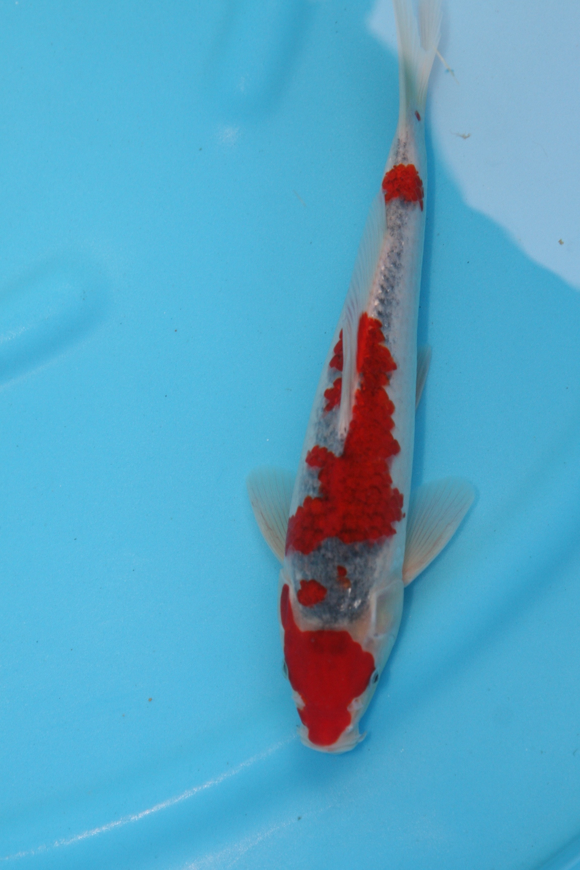 Koi Picture - SP154